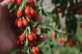 Jagoda Goji BIG BERRY