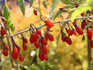 Gojibeere BIG BERRY