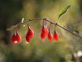 Jagoda Goji BIG BERRY
