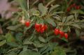 Jagoda Goji BIG BERRY