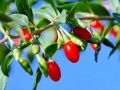 Jagoda Goji BIG BERRY