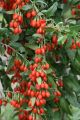 Jagoda Goji BIG BERRY
