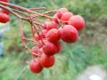 Jarzębina jadalna EDULIS