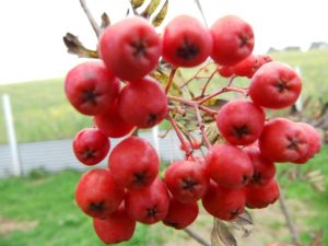 Essbare Eberesche EDULIS