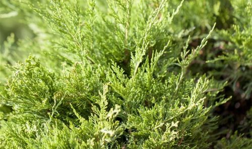 Juniperus x pfitzeriana 'Mint Julep