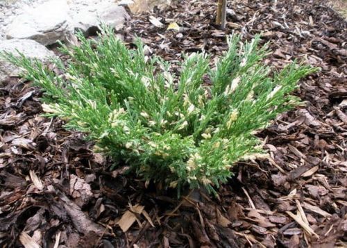  Kriechwacholder ANDORRA COMPACTA VARIEGATA