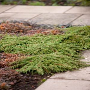 Kriechender Wacholder GREEN CARPET