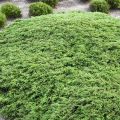 Jałowiec płożący GREEN CARPET