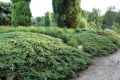 Jałowiec płożący GREEN CARPET