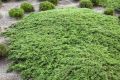 Jałowiec płożący GREEN CARPET