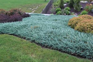 Kriechwacholder  BLUE CHIP