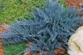 Jałowiec płożący BLUE CHIP