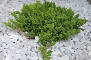Ausläufernder Wacholder NANA