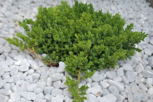 Ausläufernder Wacholder NANA