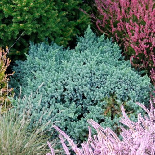 Schuppen-Juniper BLUE STAR