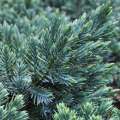 Jałowiec łuskowaty BLUE STAR