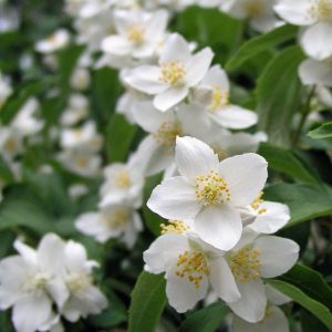 Philadelphus Girandole