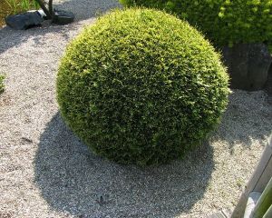 Lebensbaum DANICA
