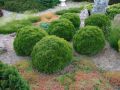 Thuja DANICA