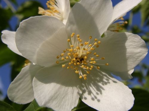 Duftjasmin Jasminum