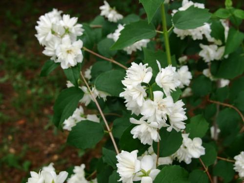 Duftjasmin  ALBATRE