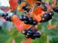 Aronia czarna - Szczepiona na pniu