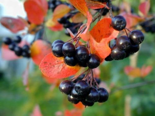 Schwarze Aronia – Auf Stamm gepfropft