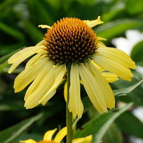 Echinacea CLEOPATRA