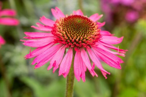 Echinacea KÖSTLICHE SÜSSIGKEITEN