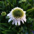 Jeżówka Echinacea DELICIOUS NOUGAT