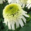 Jeżówka Echinacea DELICIOUS NOUGAT