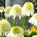 Jeżówka Echinacea DELICIOUS NOUGAT