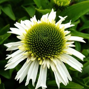 Echinacea DELICIOUS NOUGAT
