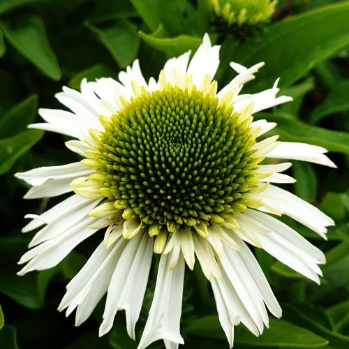 Echinacea DELICIOUS NOUGAT