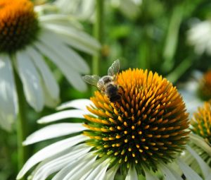Echinacea purpurea ALBA