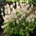 Tiarella SPRING SYMPHONY
