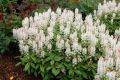 Tiarella SPRING SYMPHONY