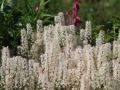 Tiarella SPRING SYMPHONY