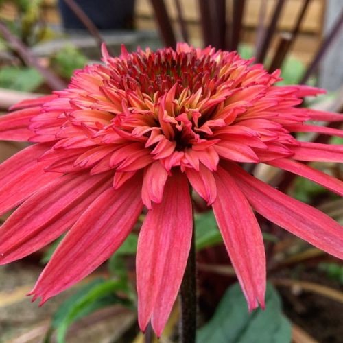 Echinacea RASPBERRY TRUFFLE