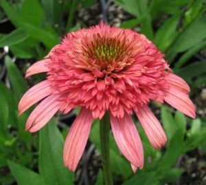 Echinacea SECRET PASSION