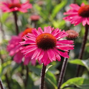 Sonnenhut SENSATION PINK