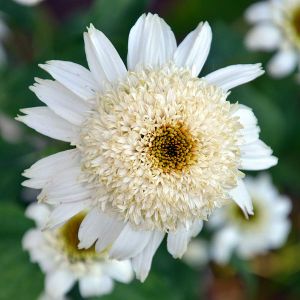Echinacea WHITE DOUBLE DELIGHT
