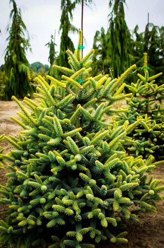 Abies pinsapo AUREA