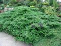 Jodła KOREAŃSKA GREEN CARPET