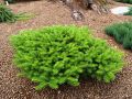 Jodła KOREAŃSKA GREEN CARPET