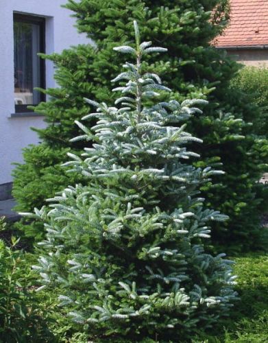 Abies koreana SILBERLOCKE