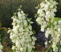 Juka Karolińska YUCCA FILAMENTOSA