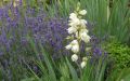 Juka Karolińska YUCCA FILAMENTOSA