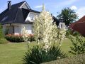 Juka Karolińska YUCCA FILAMENTOSA
