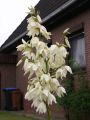 Juka Karolińska YUCCA FILAMENTOSA